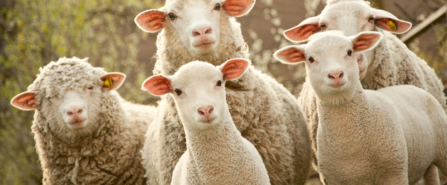 Schafe und Ziegen Schafe und Ziegen